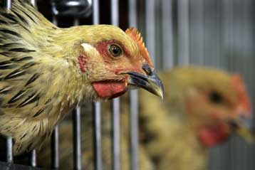 Αποδίδει, σύμφωνα με τον ΟΗΕ, η προσπάθεια κατά της γρίπης των πτηνών