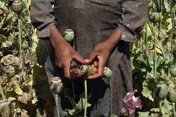 Εκατό εκατ. δολάρια τα κέρδη των Ταλιμπάν από το εμπόριο οπίου το 2007