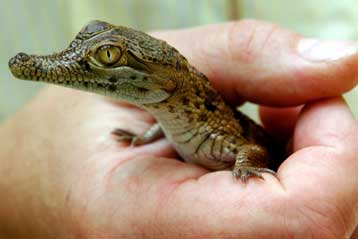 Οι κροκόδειλοι κουβεντιάζουν πριν ακόμα βγουν από τo αβγό