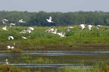 Συμφωνία ορόσημο για το Εθνικό Πάρκο Έβεργκλεϊντς στη Φλόριντα