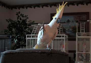 Οι παπαγάλοι μπορούν στ αλήθεια να χορεύουν