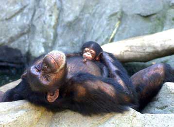 Η ισπανική Βουλή αναγνωρίζει δικαιώματα στους ανθρωποειδείς πιθήκους