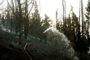 Όσα δέντρα δεν τυλίγονται σε φλόγες τα «καίει» η αμέλεια, καταγγέλλει ο ΣΥΡΙΖΑ