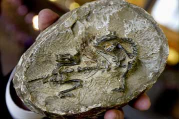 Τέσσερις τόνοι κλεμμένων απολιθωμάτων επιστρέφουν στην Αργεντινή