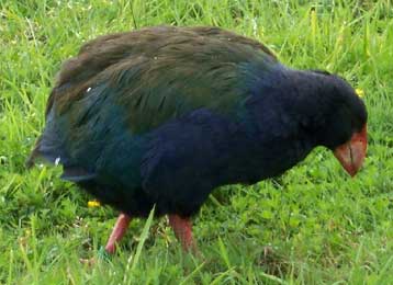 Νεοζηλανδός σκότωσε κατά λάθος ένα από τα σπανιότερα πτηνά του κόσμου