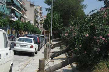 Μήνυση κατά του ΟΣΕ για την κοπή δένδρων κατέθεσε ο Ν.Κακλαμάνης