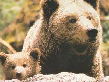 Αρκουδάκι βρέθηκε στην κορυφή δέντρου στα Τρίκαλα κυνηγημένο από σκυλιά