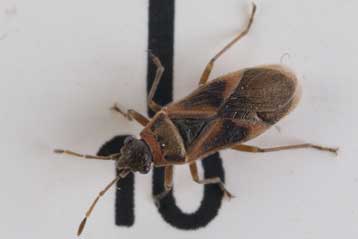 Μυστηριώδες έντομο προβληματίζει το Μουσείο Φυσικής Ιστορίας του Λονδίνου