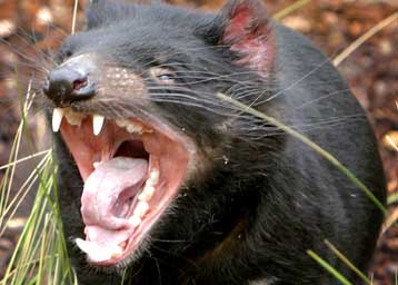 Αντιμέτωποι με την εξαφάνιση, οι διάβολοι της Τασμανίας ζευγαρώνουν νωρίτερα