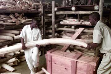 Πράσινο φως για την πώληση αφρικανικού ελεφαντόδοντου στην Κίνα