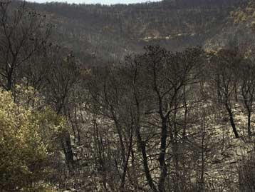 Ανακήρυξη του Υμηττού σε Εθνικό Δρυμό ή Πάρκο υπόσχεται το υπ.Αγροτικής Ανάπτυξης