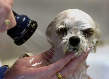 Αντικαταθλιπτικά για σκύλους προτάσσει η τελευταία μόδα του Χόλιγουντ