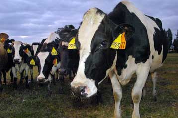 Η EE αλλάζει γνώμη για τα τρόφιμα από κλωνοποιημένα ζώα