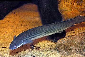 Λέπια πρωτόγονου ψαριού δίνουν έμπνευση για τις πανοπλίες του μέλλοντος