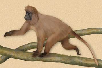 Μοναδικός πίθηκος της Τανζανίας κινδυνεύει να εξαφανιστεί μόλις ανακαλύφθηκε