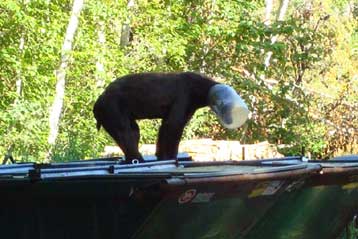 Αδοξο τέλος για αρκούδα που σφήνωσε το κεφάλι της σε βάζο