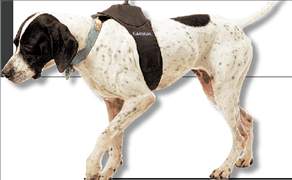 Χάι τεκ κολάρο