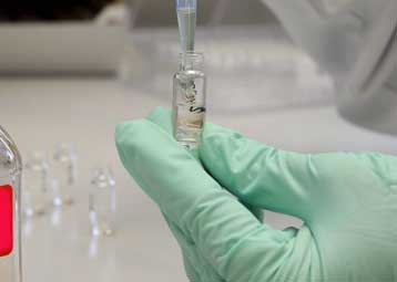 Μια κοινότητα νάνων κρατά το «κλειδί» της ανοσίας σε καρκίνο και διαβήτη