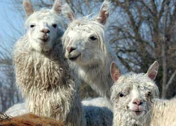 Επιχείρηση του ΟΗΕ για τη σωτηρία 18.000 αλπακά στο Περού