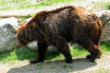 Αρκούδα βρέθηκε νεκρή με εννέα σφαίρες στο Δήμο Πρεσπών