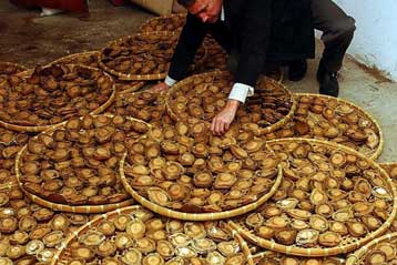 Έρπης των στρειδιών αποδεκατίζει τους πληθυσμούς τους στη Γαλλία