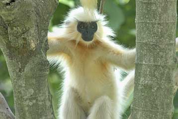 Αυξανόμενο κίνδυνο εξαφάνισης αντιμετωπίζουν τα πρωτεύοντα θηλαστικά