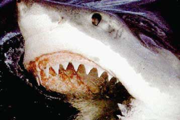 Θηριώδη και φονικά τα σαγόνια του προϊστορικού μεγαλόδοντα