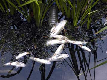 Δυναμική παρέμβαση της Οικολογικής Ομάδας Βέροιας για την καταστροφή του Αλιάκμονα
