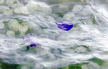 «Επιδρομή» από μέδουσες στις ακτές της Βόρειας Ελλάδας