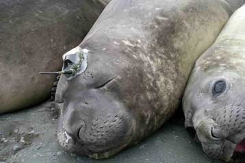 Φώκιες κατέγραψαν για τους επιστήμονες το κλίμα στις νότιες πολικές περιοχές