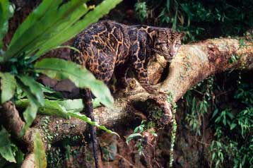 Σπάνια λεοπάρδαλη εντοπίζει ο φακός των επιστημόνων στη Βόρνεο