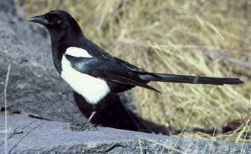 Στο κλαμπ των έξυπνων οι καρακάξες, αφού στέκονται με αξιοπρέπεια μπροστά σε καθρέφτη