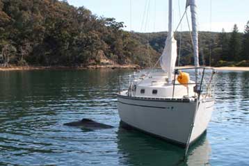 Ευθανασία θα κάνουν οι αυστραλιανές Αρχές στην ορφανή φάλαινα «Κόλιν»