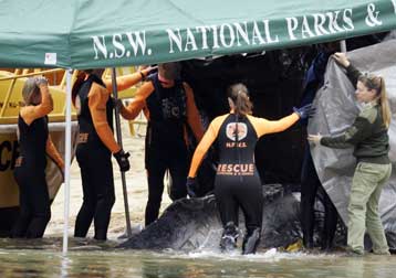 Με ευθανασία μπήκε τέλος στην αγωνία της ορφανής φάλαινας