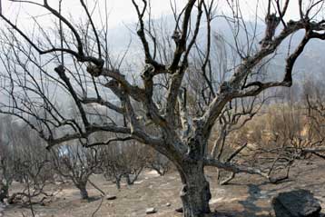 Ο απολογισμός έναν χρόνο μετά το ολοκαύτωμα στην Πελοπόννησο