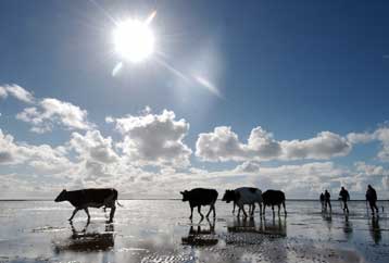 Αγελάδες και ελάφια βόσκουν με πυξίδα, αποκαλύπτει το Google Earth