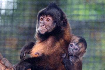 Ακόμα και οι πίθηκοι χαίρονται να κερνούν την παρέα