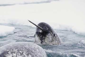 Δεκάδες μονόδοντες βρέθηκαν νεκροί στη Γροιλανδία