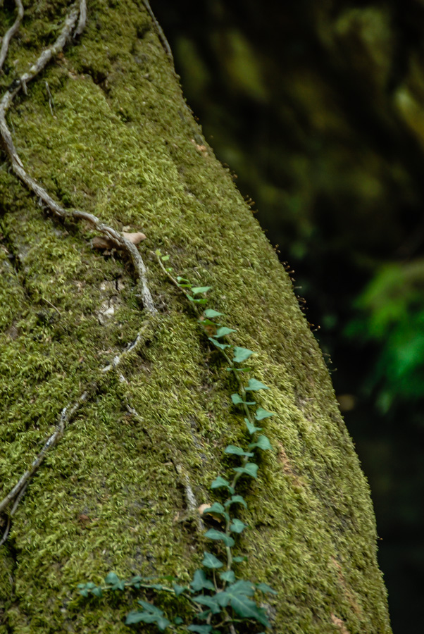 Καβούρια… του γλυκού νερού!