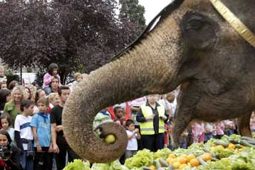 Οι ελέφαντες κάτι ξέρουν από αριθμητική