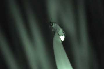 Τα φώτα των πυγολαμπίδων σβήνουν, προειδοποιούν οι εντομολόγοι