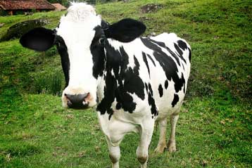 Κατά των «κλωνοποιημένων» τροφίμων τάσσεται το Ευρωκοινοβούλιο