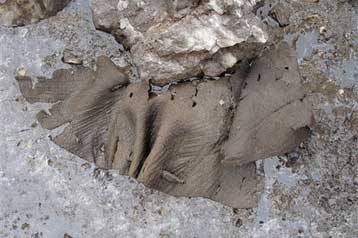 Νεολιθικός θησαυρός αποκαλύπτεται καθώς οι παγετώνες των Αλπεων υποχωρούν