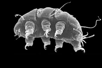 Το πρώτο ζώο που επιζεί εκτεθειμένο στο Διάστημα