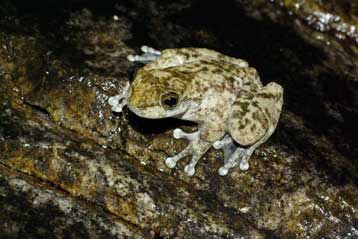 «Εξαφανισμένα» είδη επιστρέφουν μπροστά στην κάμερα