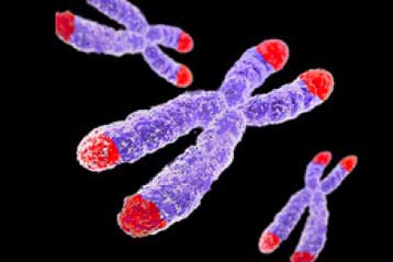 Η υγιεινή ζωή βάζει φρένο στην κυτταρική γήρανση