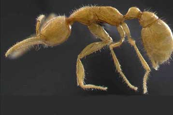 Ζωντανό απολίθωμα ανατρέπει τα δεδομένα για την εξέλιξη των μυρμηγκιών