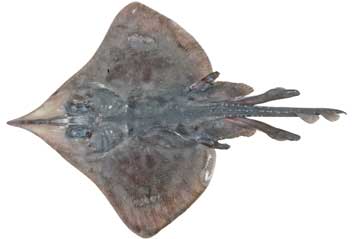 Επίσημα βαφτίσια για 100 νέα είδη καρχαριών και σαλαχιών