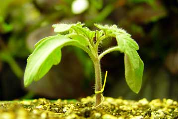 Τα στρεσαρισμένα φυτά αμύνονται με τη δική τους «ασπιρίνη»