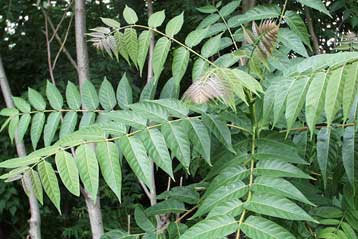 Ορδές ξενόφερτων φυτών απειλούν τα ελληνικά οικοσυστήματα